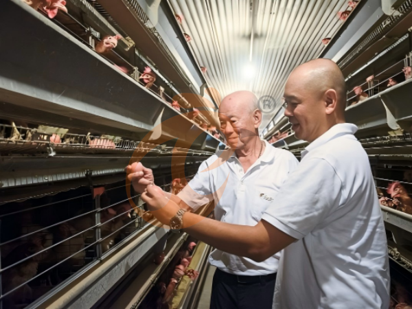 Precio de jaulas para pollos: Etiopía Vs Asia: 4 diferencias de costo