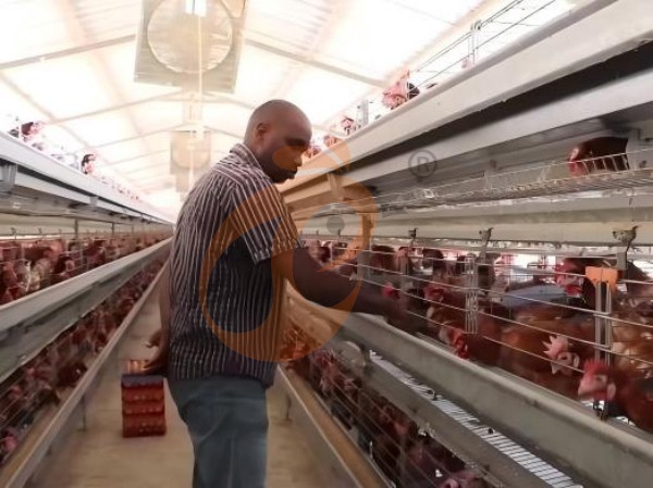 Precio y ventajas de las jaulas para pollos tipo A en Etiopía | 5 consejos clave para granjas avícolas