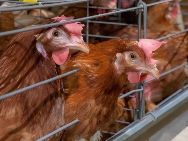 Jaula Tipo A para Gallinas Ponedoras vs Pollos de Engorde en Etiopía: ¿Qué Sistema es Más Adecuado?