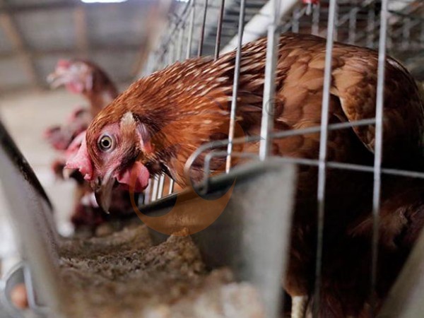 ¿Qué hace que una jaula de pollos tipo A directa de fábrica sea más rentable para las granjas etíopes?