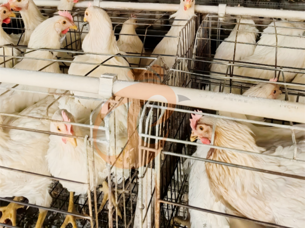 A H layer chicken battery cage price in poultry farm (26)