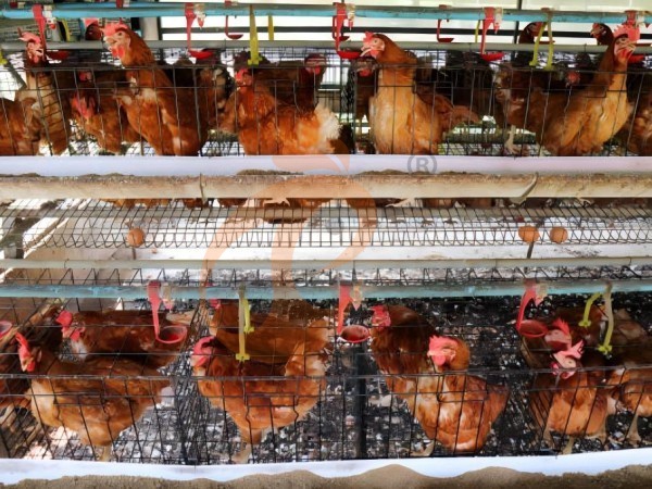 ¿Qué materiales se utilizan en una jaula para pollos tipo A de servicio pesado? 4 opciones fiables para granjas etíopes