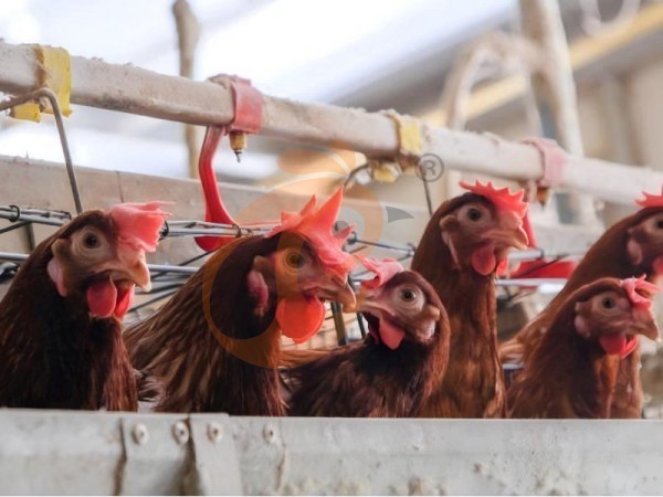 Jaulas para pollos tipo A frente a tipo H | Comparación de precios y eficiencia para granjas etíopes