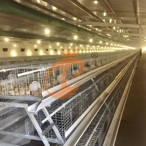 Tipos De Jaulas Para Pollos: Guía Integral De Compra 2026 Para Inversores Avícolas Tipos De Jaulas Para Pollos: Guía Integral De Compra 2026 Para Inversores Avícolas
