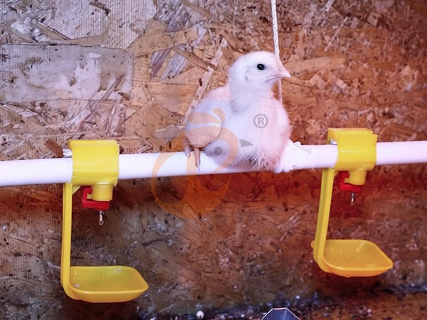 Bebedero de tetina vs. bebedero de campana | ¿Cuál es mejor para las aves de corral?