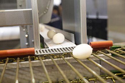Luoto finished 200,000 birds capacity battery cage