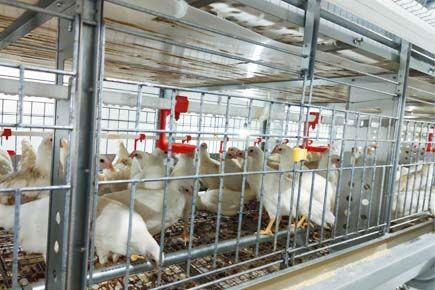 Luoto finished breeder project of raising 105,000 
