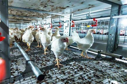Luoto finished breeder project of raising 105,000 
