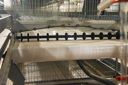 Luoto finished layer project of 49,280 laying hens Luoto finished layer project of 49,280 laying hens