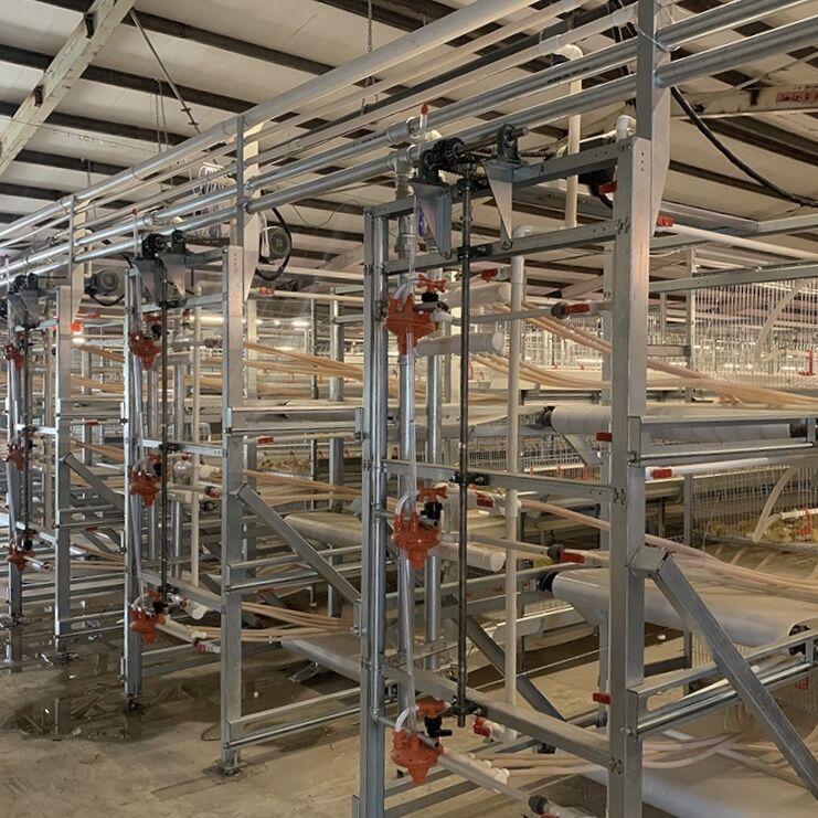 Cómo utilizar las jaulas en batería para pollos de engorde