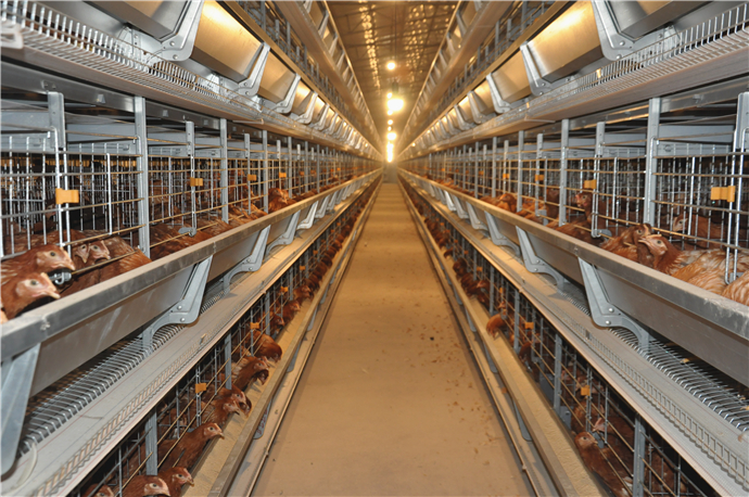 Introducción de jaulas en batería en granjas avícolas