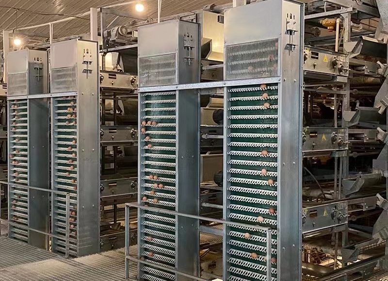 Gestión de Alta Eficiencia: Automatización y Mantenimiento de Sistemas Modernos de Jaulas Avícolas