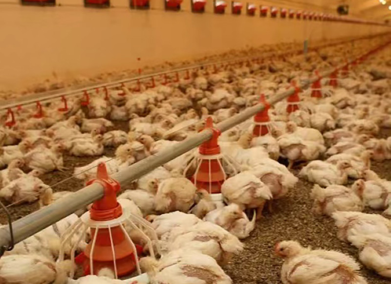 Pullet floor system (2).jpg