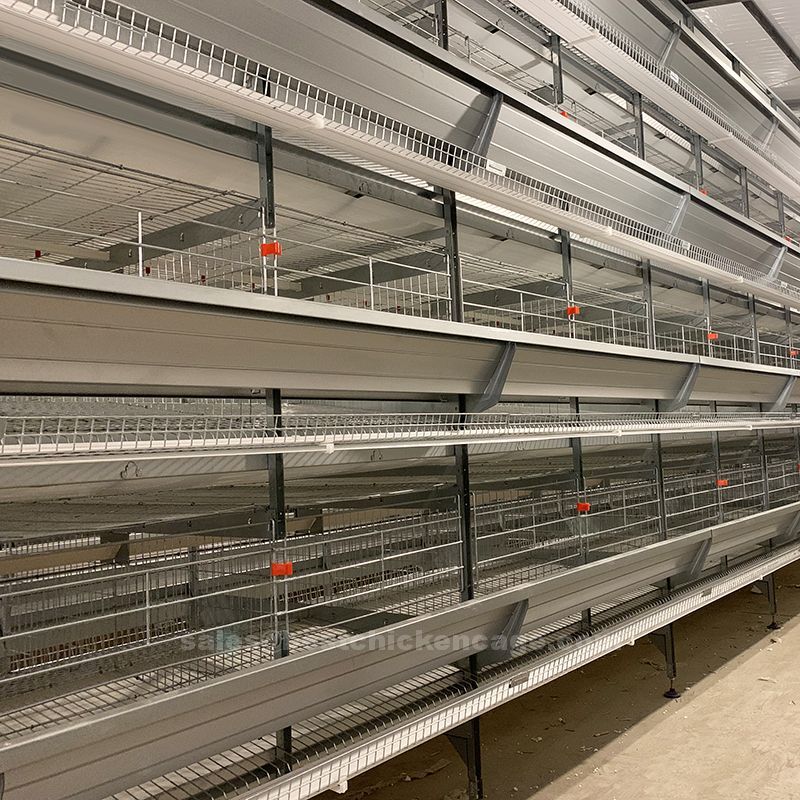 Battery cage rearing system in poultry importance reducing the spread of diseases within the fock and minimizing the impact on egg production