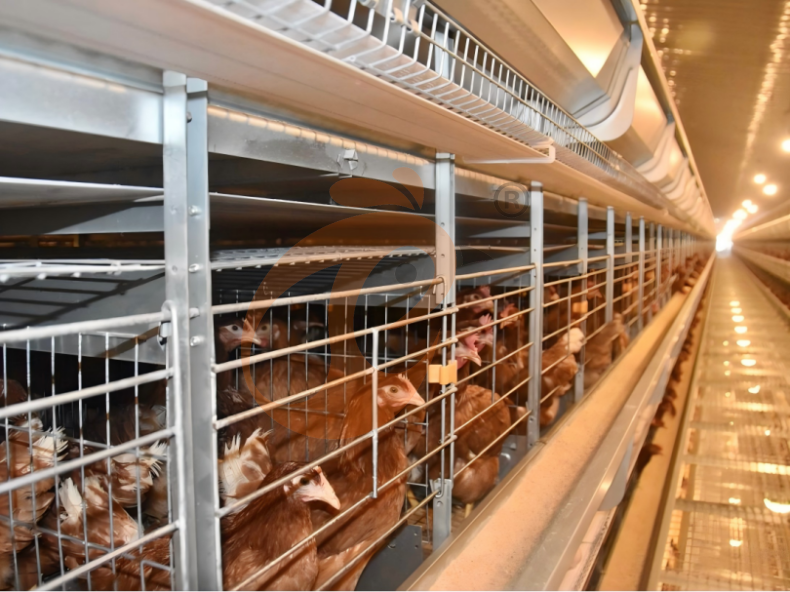 L'avenir des cages à poules : IA et IoT dans l'élevage avicole 2026