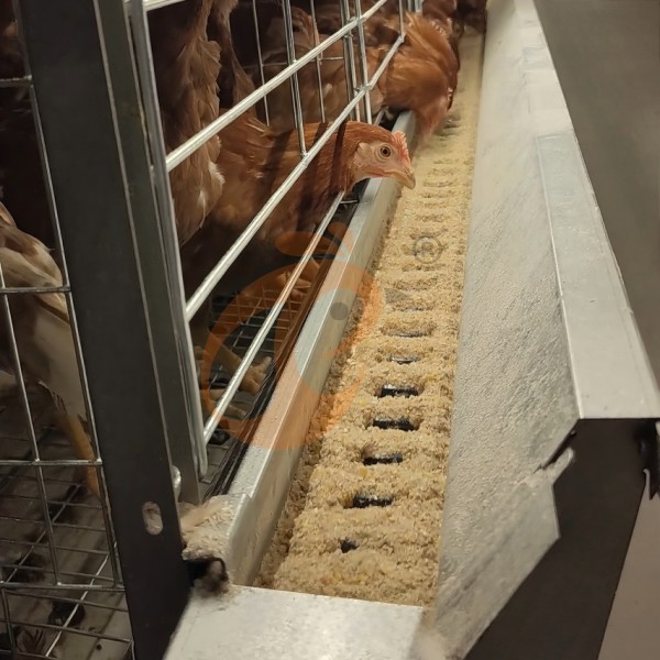 Poultry chain feeding system