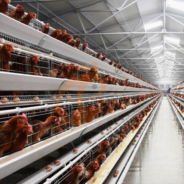 battery cage system for layer (14)