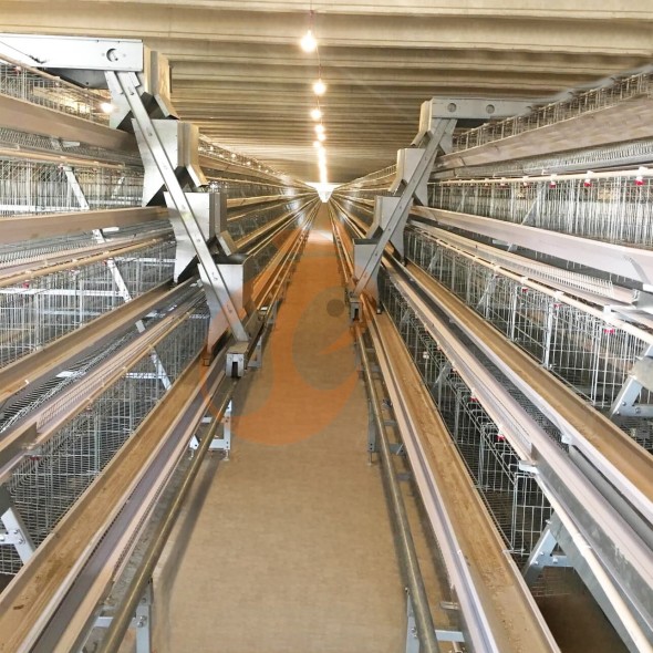 battery cage system for layer (19)