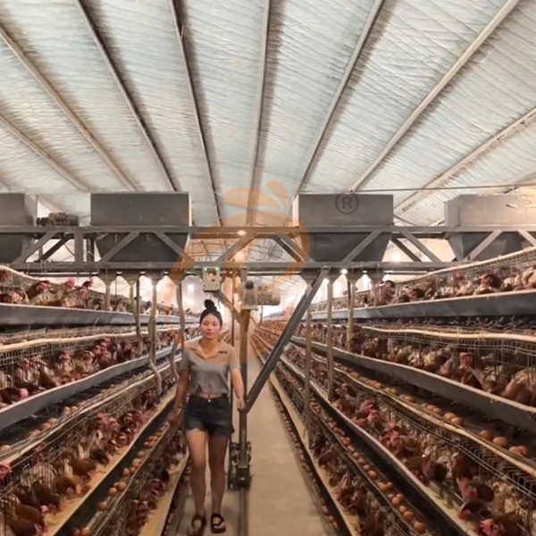 battery cage system for layer (2)