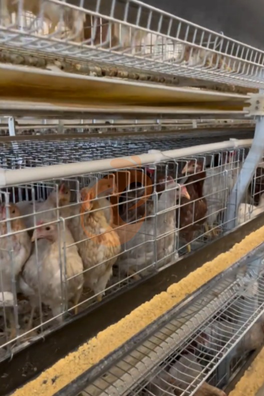 battery cage system for layer (10)