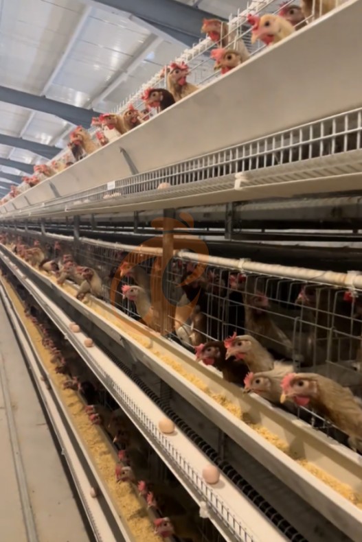 battery cage system for layer (14)