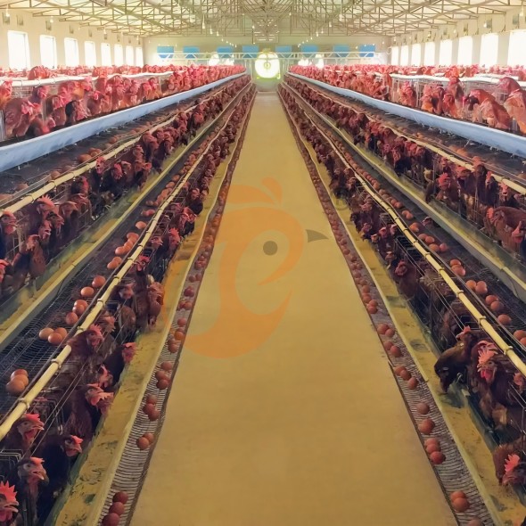 battery cage system for layer (22)