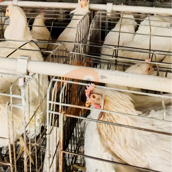 Secret de production : comment choisir et déployer le meilleur système de cages pour pondeuses