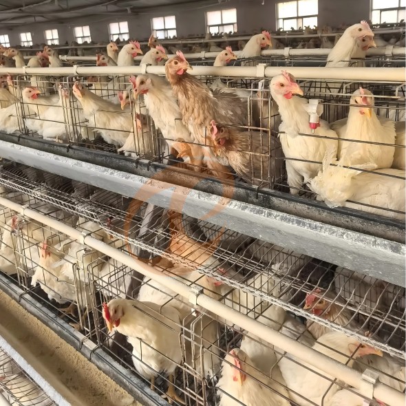 battery cage system for layer (25)