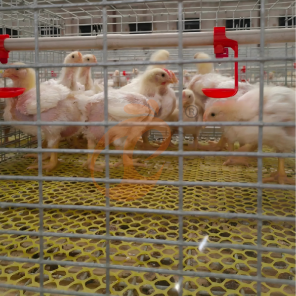 Broiler Fast-Track : Facteurs clés et stratégies d'alimentation dans la conception de cages à poulets de chair à haut rendement