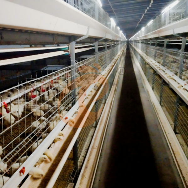 Quel est le meilleur système pour la mise à niveau de votre ferme avicole ?