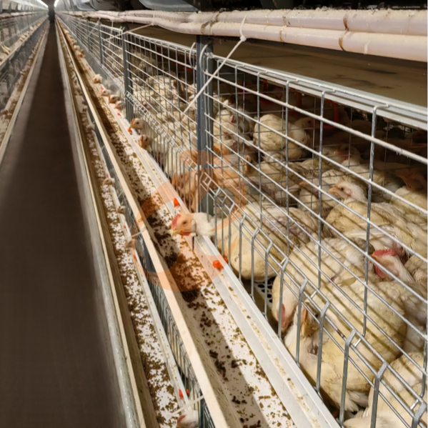 Science des matériaux et durabilité : Optimisation de la conception des cages à poulets pour le climat tanzanien