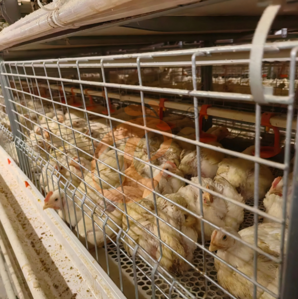 Succès client : comment les cages pour volailles ont transformé notre ferme