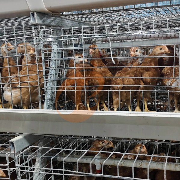 battery cage system for broiler (14) battery cage system for broiler (14)