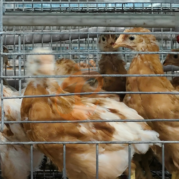 Principes de base du système de cages pour poulets de chair : composants clés et fonctionnement Principes de base du système de cages pour poulets de chair : composants clés et fonctionnement