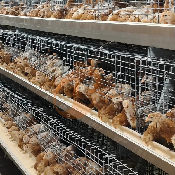 battery cage system for broiler (26) battery cage system for broiler (26)