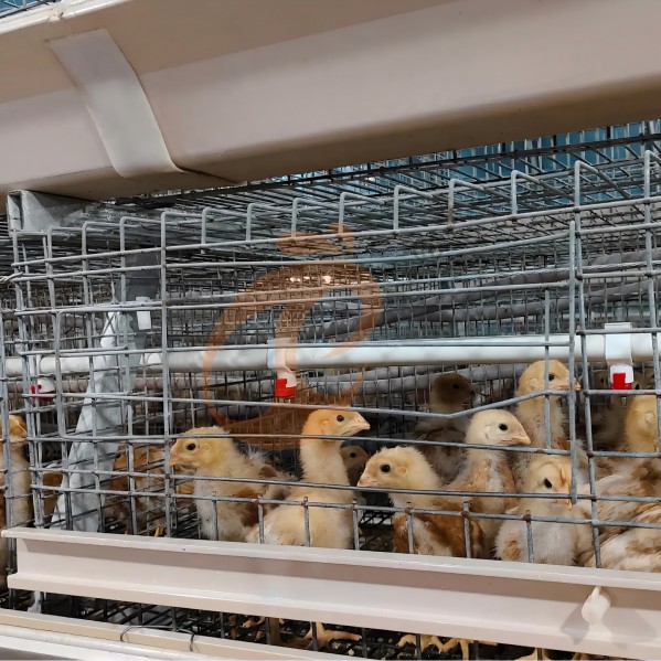 battery cage system for broiler (37) battery cage system for broiler (37)