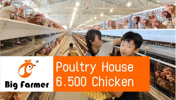 Corée 6,500 couches dans une ferme avicole, système d'alimentation automatique et cage à poules pondeuses de type H à 3 niveaux à vendre