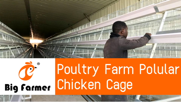 Conception de cage à poulets pour ferme avicole en Zambie, cage à poulets galvanisée de type A à 4 niveaux à vendre, 160 oiseaux par ensemble