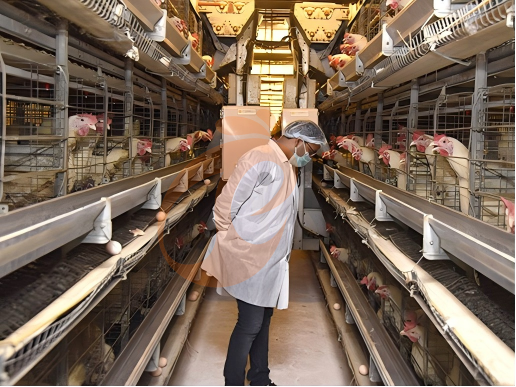Système de cages en batterie pour pondeuses vs système avicole traditionnel | Lequel évolue plus rapidement ?