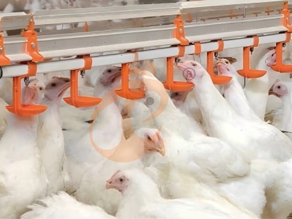 1761628764841665801086545920