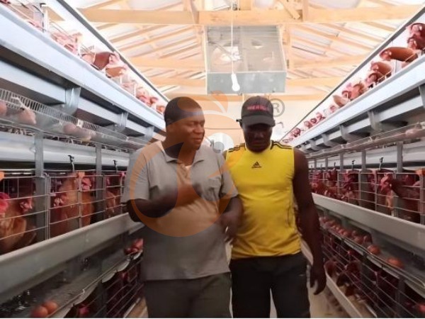 6 façons pratiques de réduire le stress des poulets dans les systèmes de cages avicoles de type H en Éthiopie