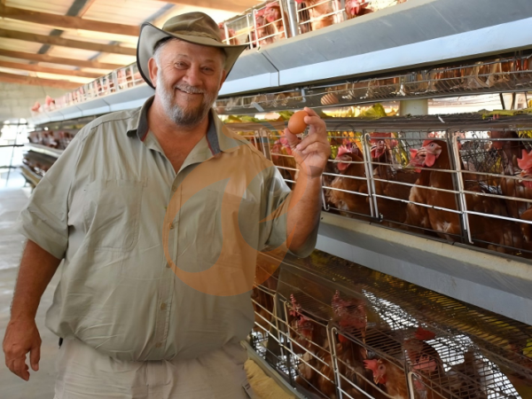 Quel est le coût total des systèmes de cages pour poules pondeuses de type H en Éthiopie ?