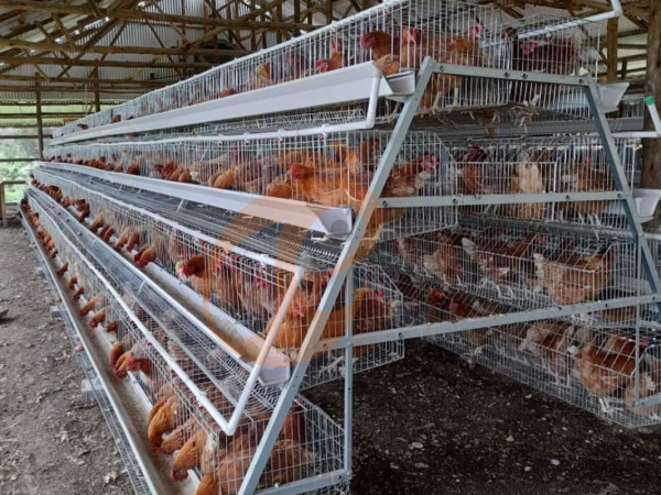 Combien coûte l'installation d'un système de cages en batterie au Nigeria en 2026 ?