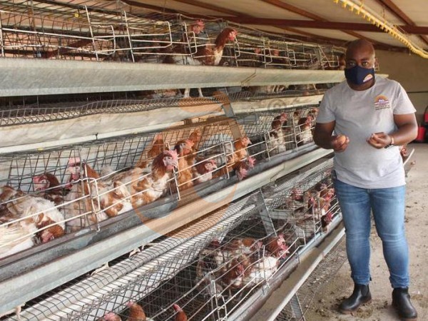 Combien de temps dure un système de cages avicoles de type A en Éthiopie ? 4 facteurs de durabilité