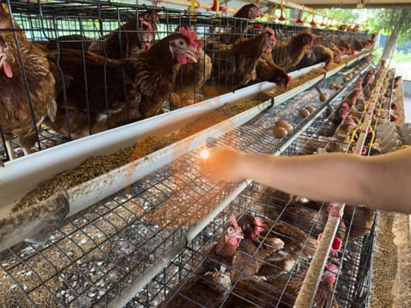Quelles sont les exigences d'installation pour un système de cage à poules de type A en Éthiopie ? 6 directives claires