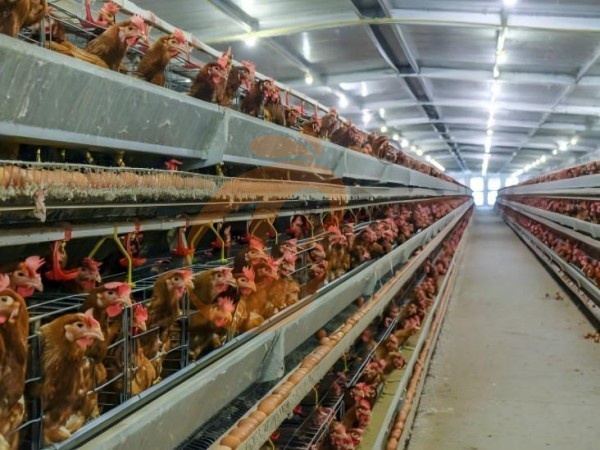 Quel est le coût total d'un système de cages avicoles pour 10 000 poules pondeuses en Éthiopie ? 5 chiffres clairs