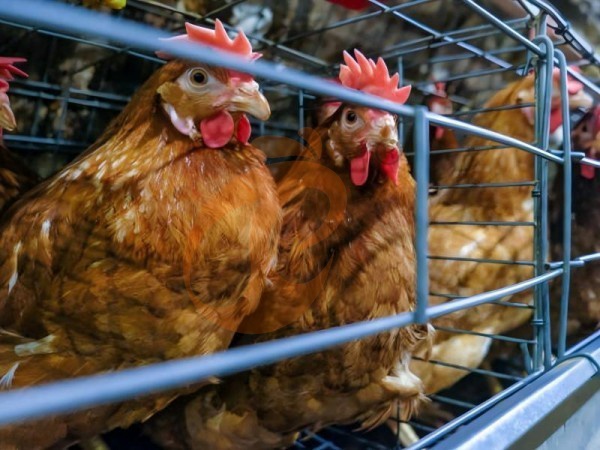 Comment fonctionne une cage en batterie de type A pour poules pondeuses ? 5 faits pratiques expliqués