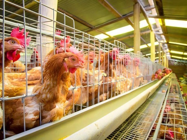 Comment les cages à poules de type H éthiopiennes soutiennent-elles l'élevage en haute densité de poules pondeuses dans les fermes avicoles ?