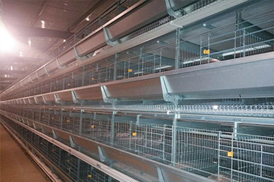 Luoto finished layer project of 34,000 birds with Luoto finished layer project of 34,000 birds with