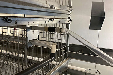 Luoto finished layer project of automatic chicken 